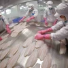 Freezing tra fish fillet products for export at a factory of the Sao Mai Group. (Photo: VNA)