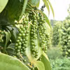 In the first six months of 2026, pepper exports reached 145,686 tonnes, generating 940.5 million USD, up 17.4% in volume and 10.6% in value compared with the same period in 2025. (Photo: VNA)