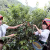 Farmers in Muoi Noi commune, Son La province, harvest coffee. (Photo: VNA)