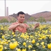 Leveraging the fertile alluvial soil along the Red River, Trinh Ngoc Tiep of Hiep Cuong commune, Hung Yen province, boldly develops a large-scale flower-growing model that generates high income and creates jobs for many local workers. (Photo: VNA)