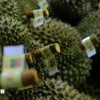 Durian fruit is carefully graded before being packed for export to China. (Photo: VNA)