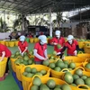 Workers sort green pomelos for export at the Vina T&T Group factory in Vinh Long province (Photo: VNA)
