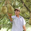 At a durian farm in Lam Dong province. (Photo: VNA)