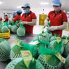 Workers prepare pomelo for export to Australia. (Photo: VNA)