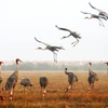 Sarus cranes at Tram Chim National Park (Photo: VNA)