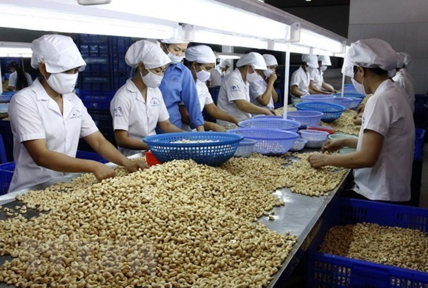 Vietnam exports 624,400 tonnes of cashew nuts in the first ten months of this year. (Photo: VNA) 1409dieu.jpg