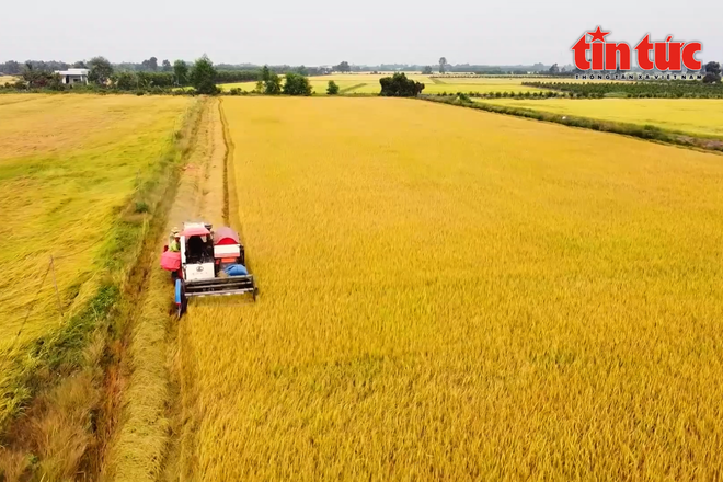 Results from local implementation show yields 5-10% higher than control models and economic efficiency gains of more than 15%. (Photo: VNA) 1-million-ha-rice-vna-2.png