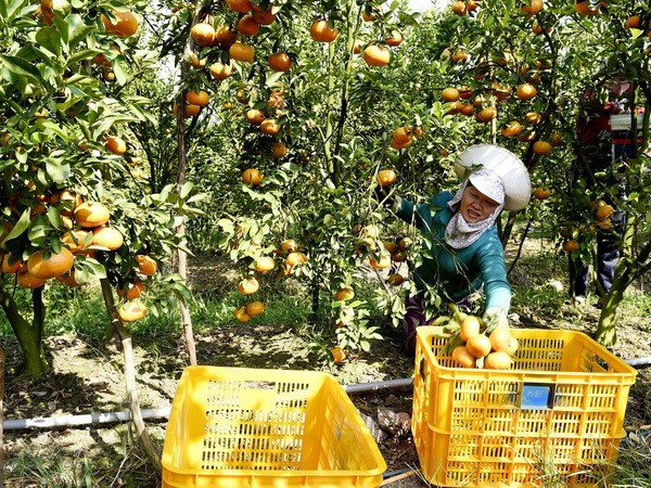 A farmer in the Mekong Delta province of Dong Thap picks tangerines. (Photo: VNA).