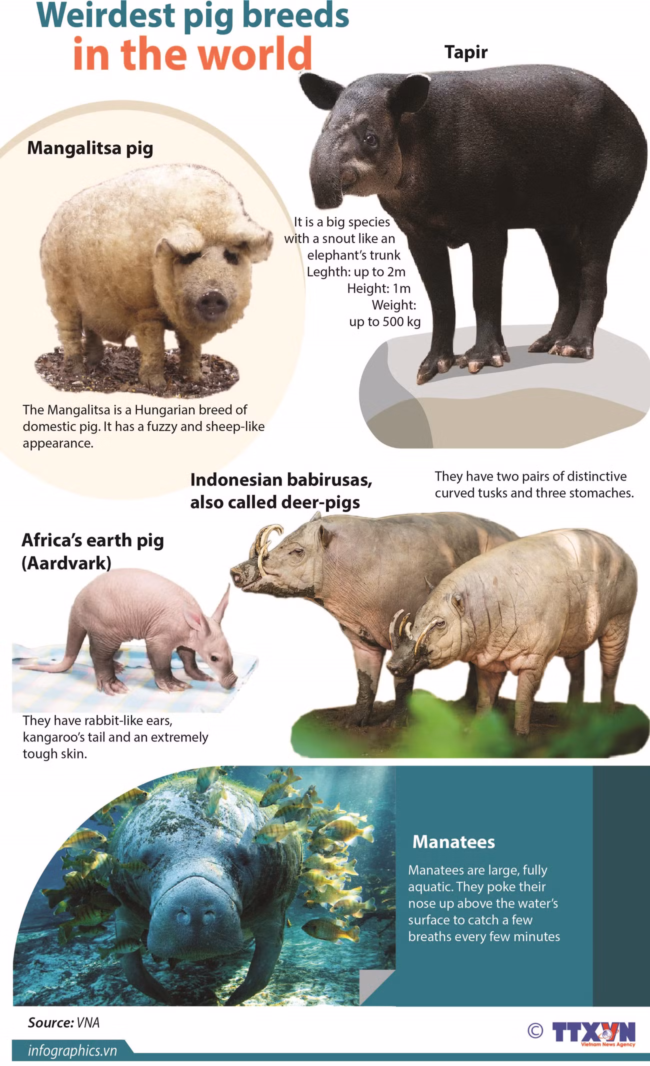 Weirdest pig breeds in the world ảnh 1