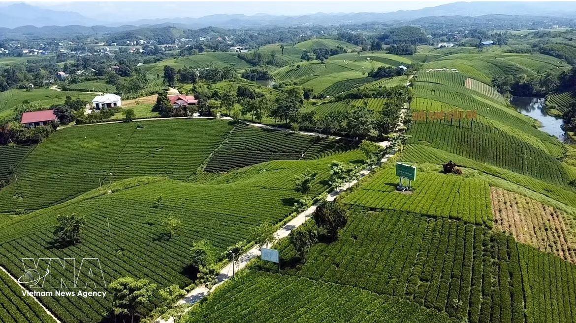 Thai Nguyen showcases picturesque tea hills