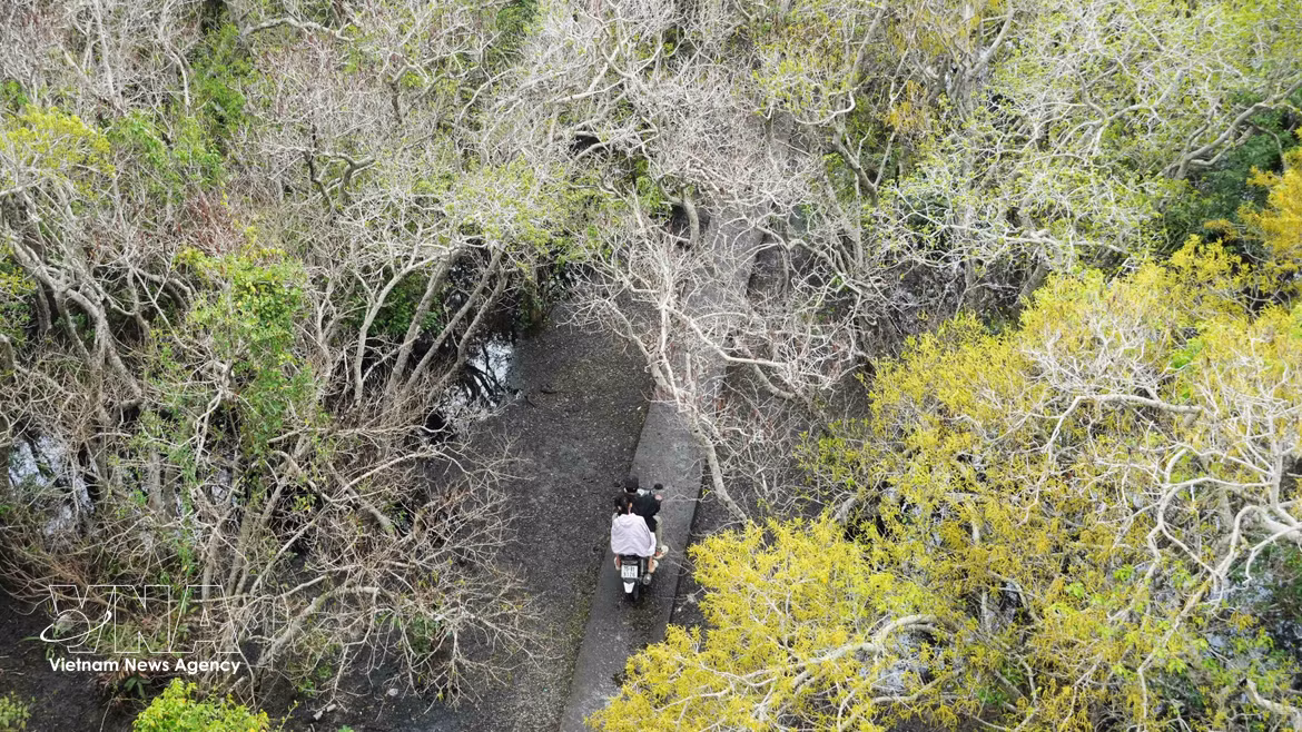 Hue’s primeval mangrove forest in autumn