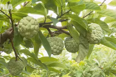 Phu Long custard apple strengthens its brand position 