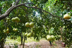 Thanh Tra pomelo enters peak harvest season in Hue
