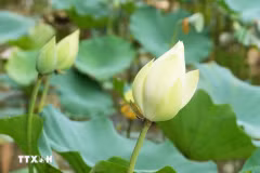 Young people flock to Hue’s stunning white lotus pond for photos