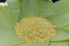 Tay ethnic people keep young green rice craft alive in Tuyen Quang