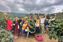 A century of Khe Sanh coffee: Red soil shapes its signature Arabica