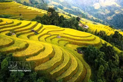 Golden rice terraces paint Tuyen Quang’s autumn landscape