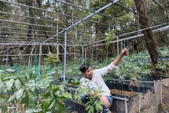 Ngoc Linh ginseng: Journey to bring Vietnam's national treasure to global herbal medicine market