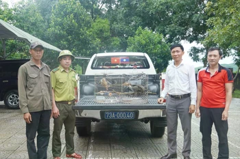 Officials receive the two rare brown hornbills. (Photo: VNA) 