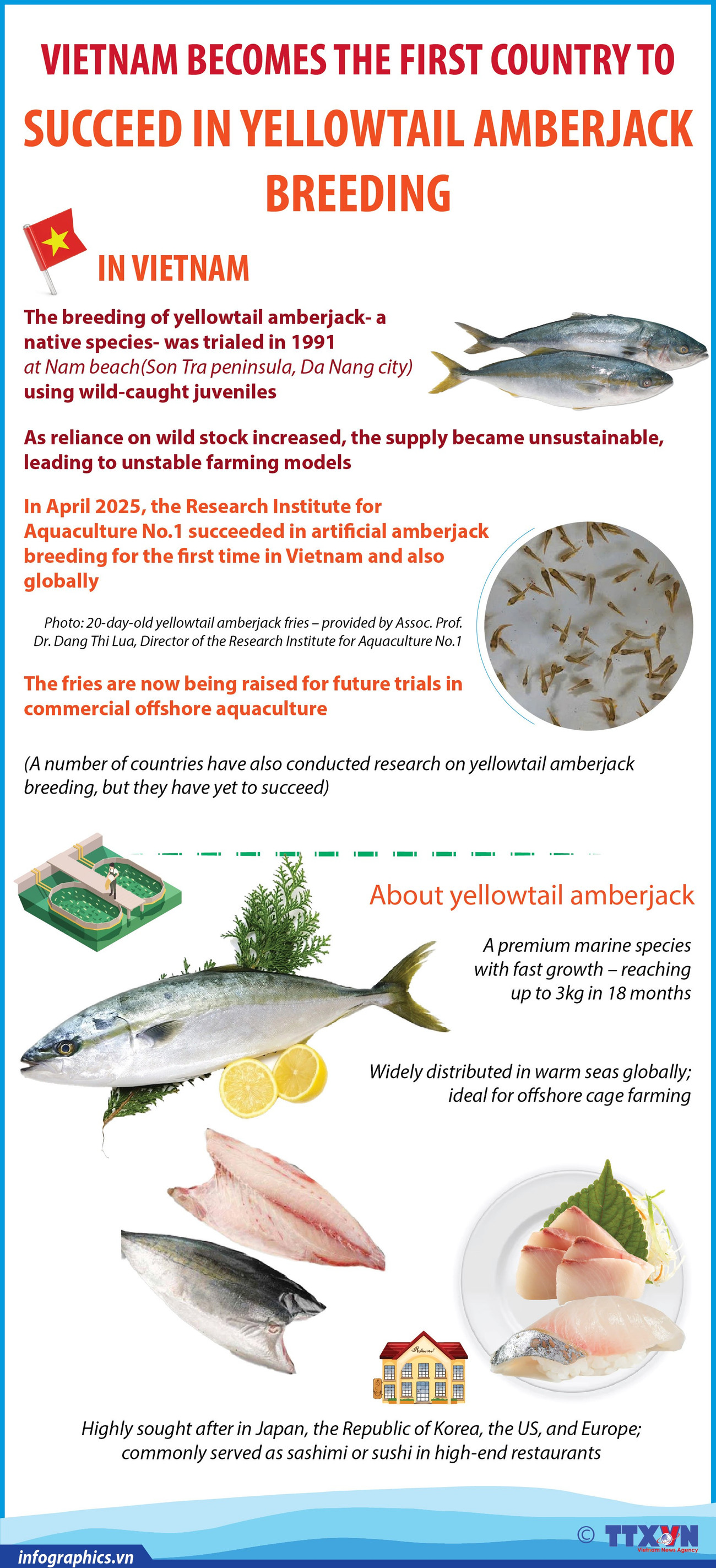 25052025-yellowtail-nhung-nhok-h84.jpg