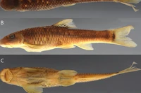 Sucker-mouthed minnow (Supradiscus varidiscus). (Photo: researchgate.net)