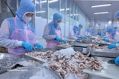 Workers process seafood for exports. (Photo: VNA)