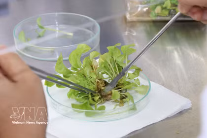 Plant breeding research at Tra Vinh University (Photo: VNA)