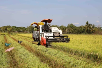 Opportunities, challenges in store for rice exports after New Year