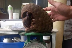 The Javan pangolin is handed over to forest rangers. (Photo published by VNA)