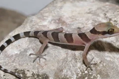 Kamping Poi bent-toed gecko, Cyrtodactylus kampingpoiensis. (Photo: www.fauna-flora.org)