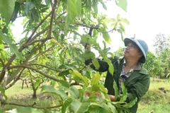 Support programmes have improved livelihoods of residents in Ea Sup district, Dak Lak province. (Photo: VNA)