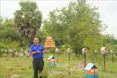 From an initial 18 bee colonies, after three years, Thanh expands to over 500 stingless bee colonies within a 2,000-square-metre farm. (Photo: VNA) 