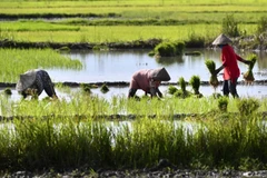 Farmers plant rice in a paddy field on June 28, 2024, at Lambaro in Aceh. (Photo: The Jakarta Post)