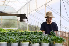 A worker harvest VietGAP-certified vegetables at a greenhouse farm in Da Lat, Lam Dong province, supplying both domestic and international markets. (Photo: VNA)