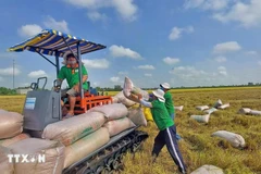 Farmers in Thoai Son district, An Giang province, harvest the 2025 Winter-Spring rice crop. (Photo: VNA)