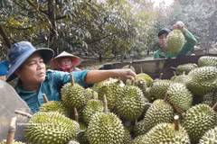 Vietnamese durian is set to enter India’s 1.4-billion-consumer market. (Photo: VNA)