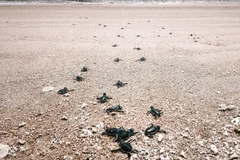 Baby turtles return to the sea in Nui Chua National Park, Vinh Hai commune, Khanh Hoa province. (Photo: VNA)