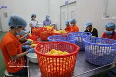 Pre-processing fruits for juice production at Wana Beverage JSC, Chau Duc Industrial Park, Ho Chi Minh City. (Photo: VNA)