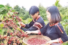In March 2025, the Ministry of Culture, Sports and Tourism recognises “the knowledge of coffee cultivation and processing in Dak Lak” as a national intangible cultural heritage. (Photo: nhandan.vn)
