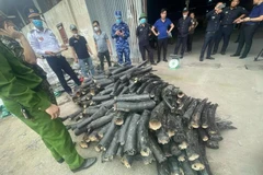 Seized ivory confiscated by authorities at Lach Huyen International Port in Hai Phong. (Photo: VNA)