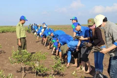 Young union members plant mangrove trees in a coastal protection forest area. (Photo: VNA)