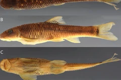 Sucker-mouthed minnow (Supradiscus varidiscus). (Photo: researchgate.net)