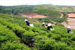 By 2025, Lam Dong province’s tea cultivation area shrinks to about 12,000 ha of raw material zones. (Photo: VNA)