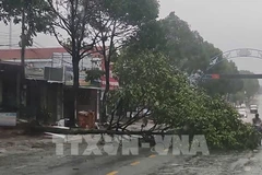 Trees are uprooted and broken in Buon Ma Thuot city, Dak Lak province, due to the impact of the storm. (Photo published by VNA)