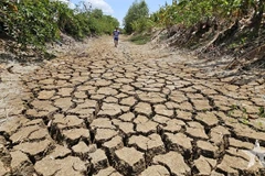 The Suon canal running through Tan Tap commune, Can Giuoc district, Long An province dries up due to prolonged drought and salinity, 2024. (Photo: qdnd.vn)