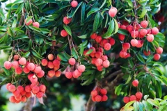 In Bac Giang province, 16,000 ha of lychee are cultivated under VietGAP standards, 204 ha meet GlobalGAP certification, and 10 ha are grown using organic methods. (Photo: tapchicongthuong.vn) 