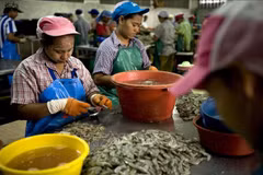 Migrant workers at a shrimp processing factory in Mahachai, on the outskirts of Bangkok, Thailand. (Photo: AFP/VNA)