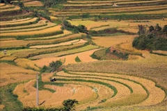 The ripened rice fields in Mien Doi (Phu Tho province) spread out like golden terraces. (Photo: VNA)