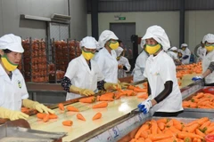 Fruit and vegetable exports are expected to reach the 8-billion-USD mark in 2025. (Photo: nhandan.vn)