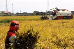 Farmers harvest rice in a paddy field in Central Java, Indonesia. (Photo: Xinhua/VNA)